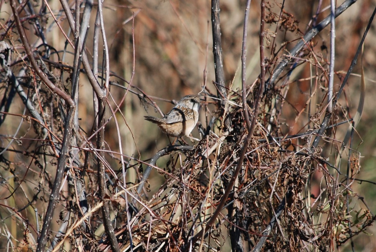 Sedge Wren - ML645077802