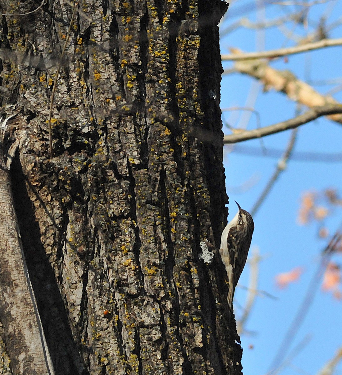 Brown Creeper - ML645077803