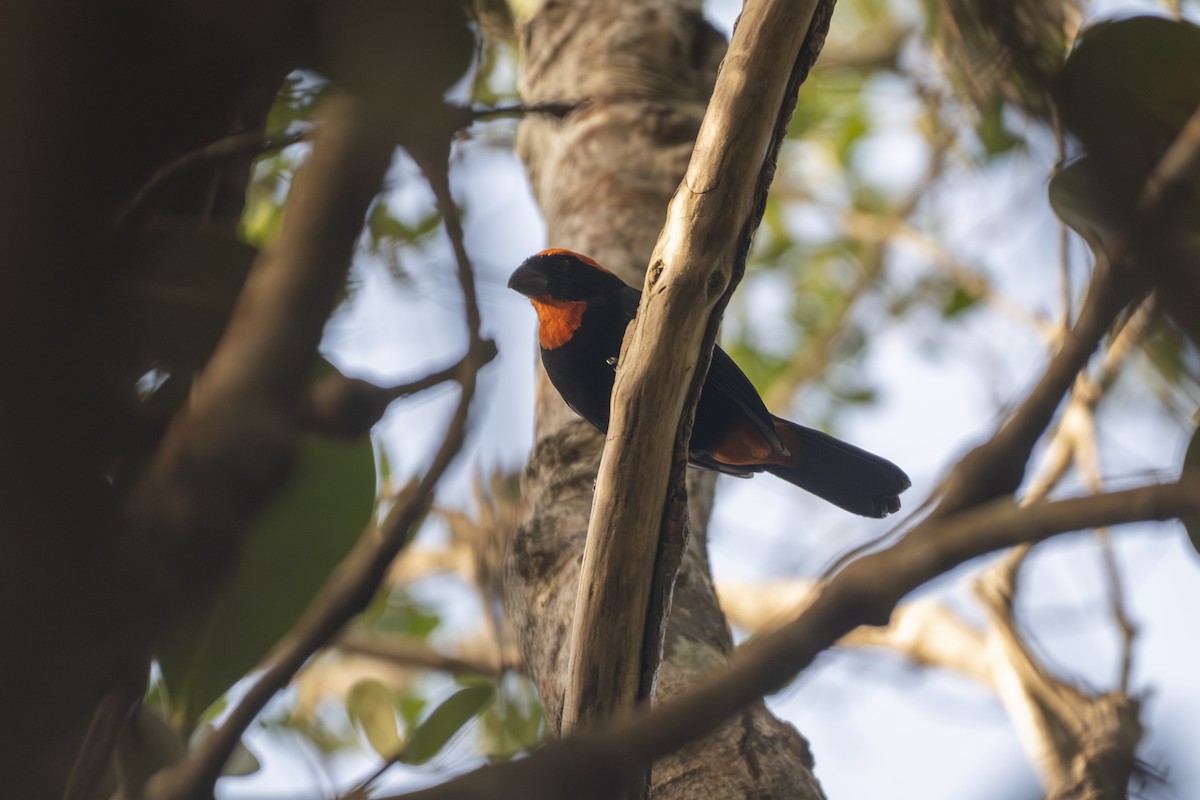Puerto Rican Bullfinch - ML645077808