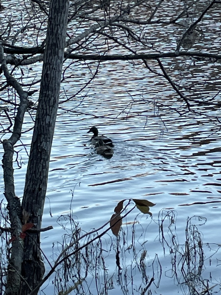 Mallard - ML645077812