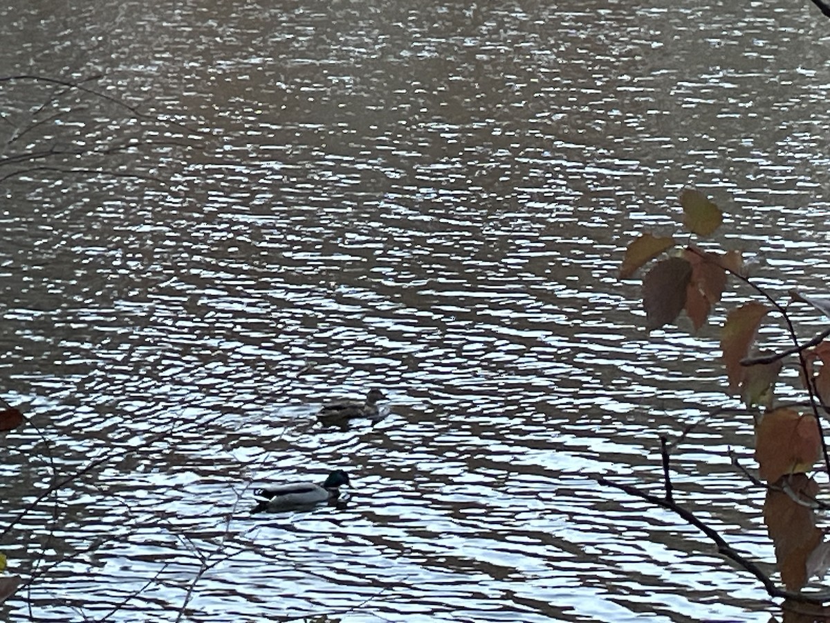 Mallard - ML645077813