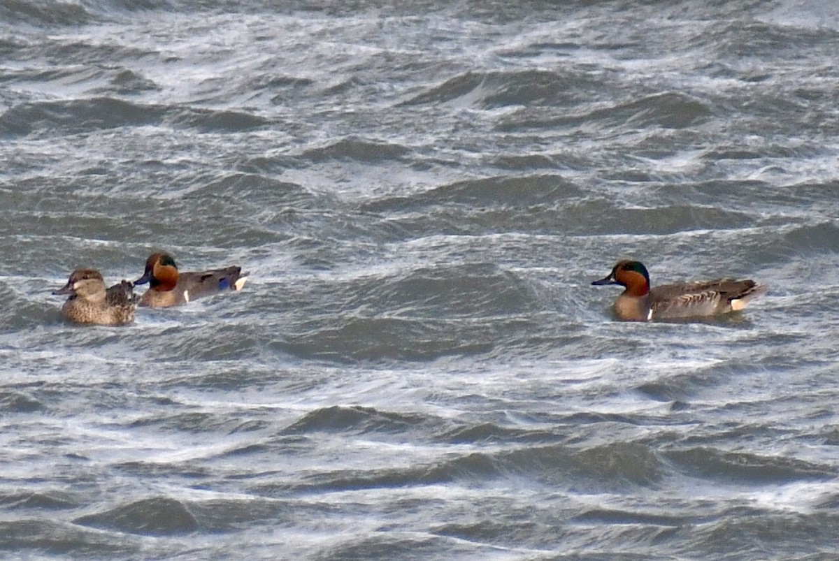 Green-winged Teal - ML645077817