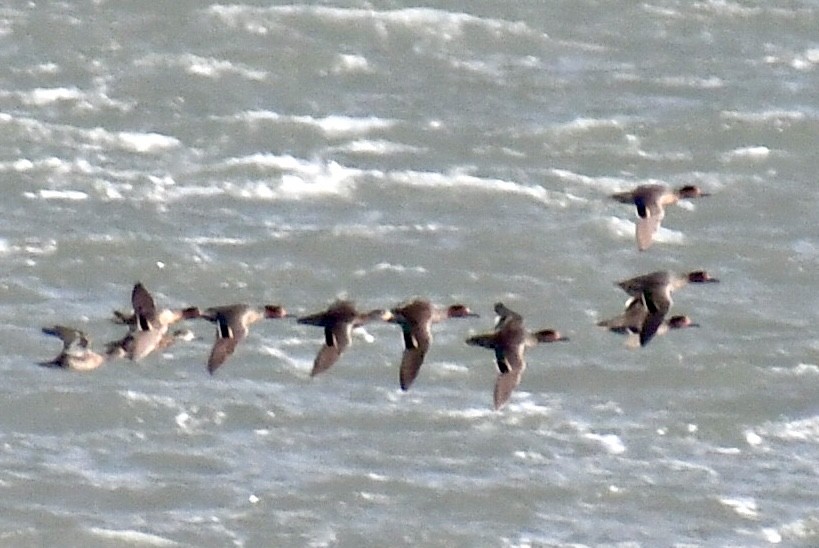 Green-winged Teal - ML645077818