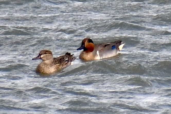 Green-winged Teal - ML645077819