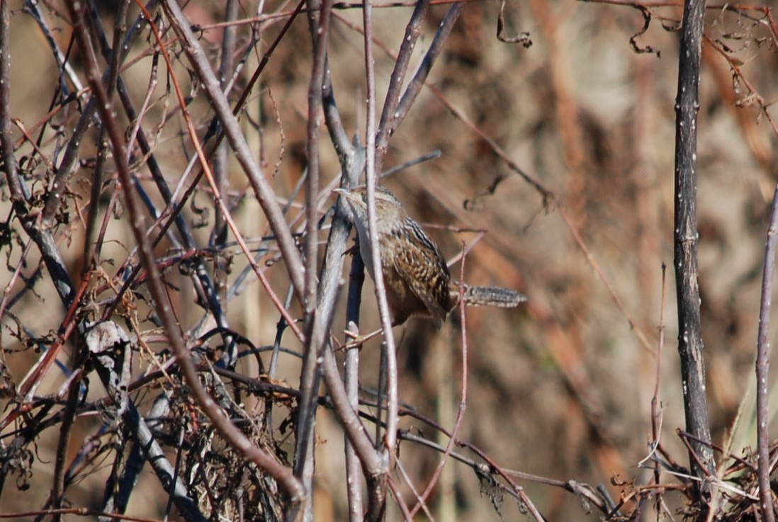 Sedge Wren - ML645077824