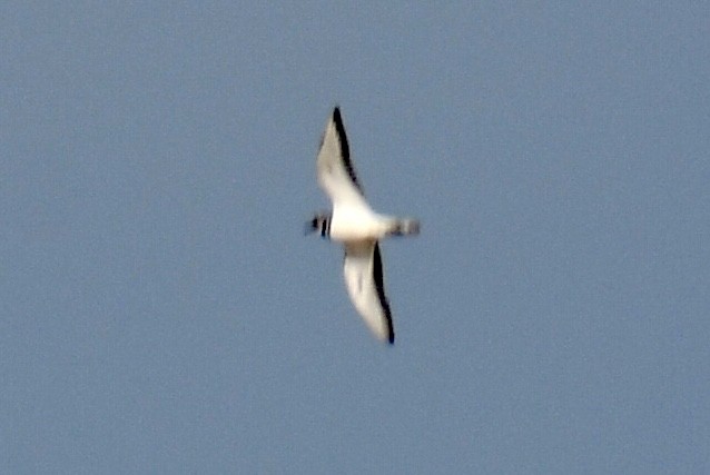 Killdeer - ML645077828