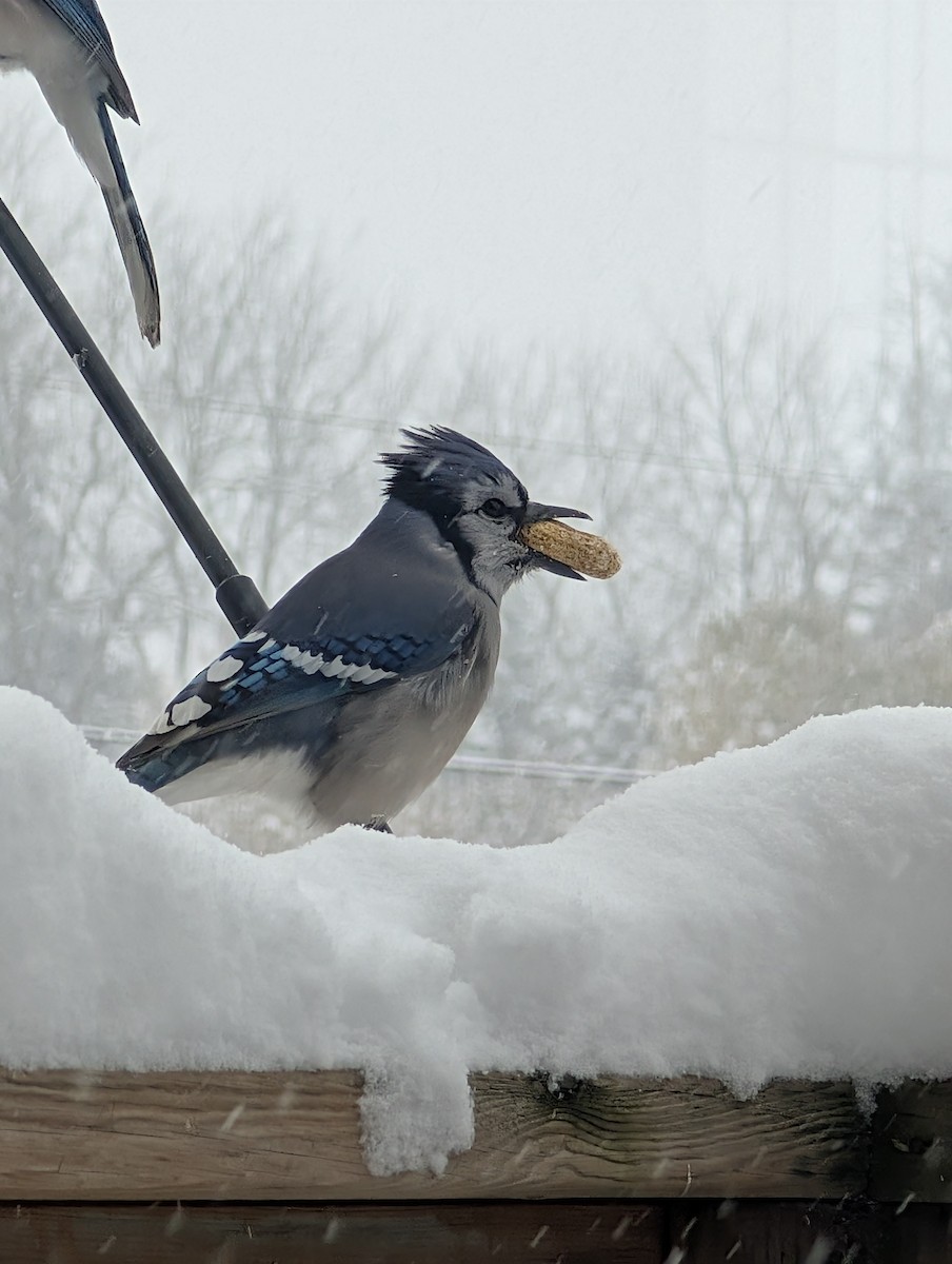 Blue Jay - ML645077831