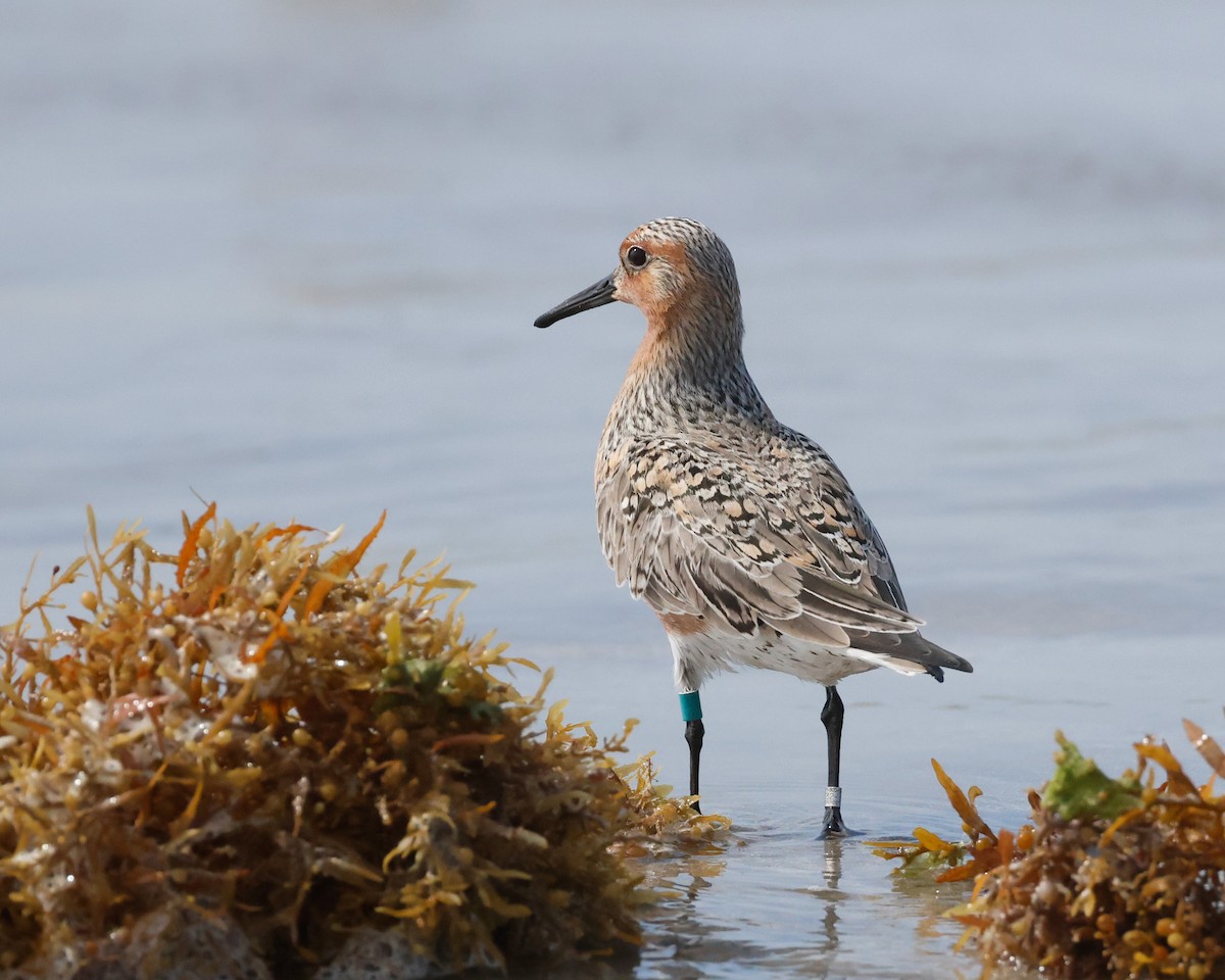 Red Knot - ML645077834