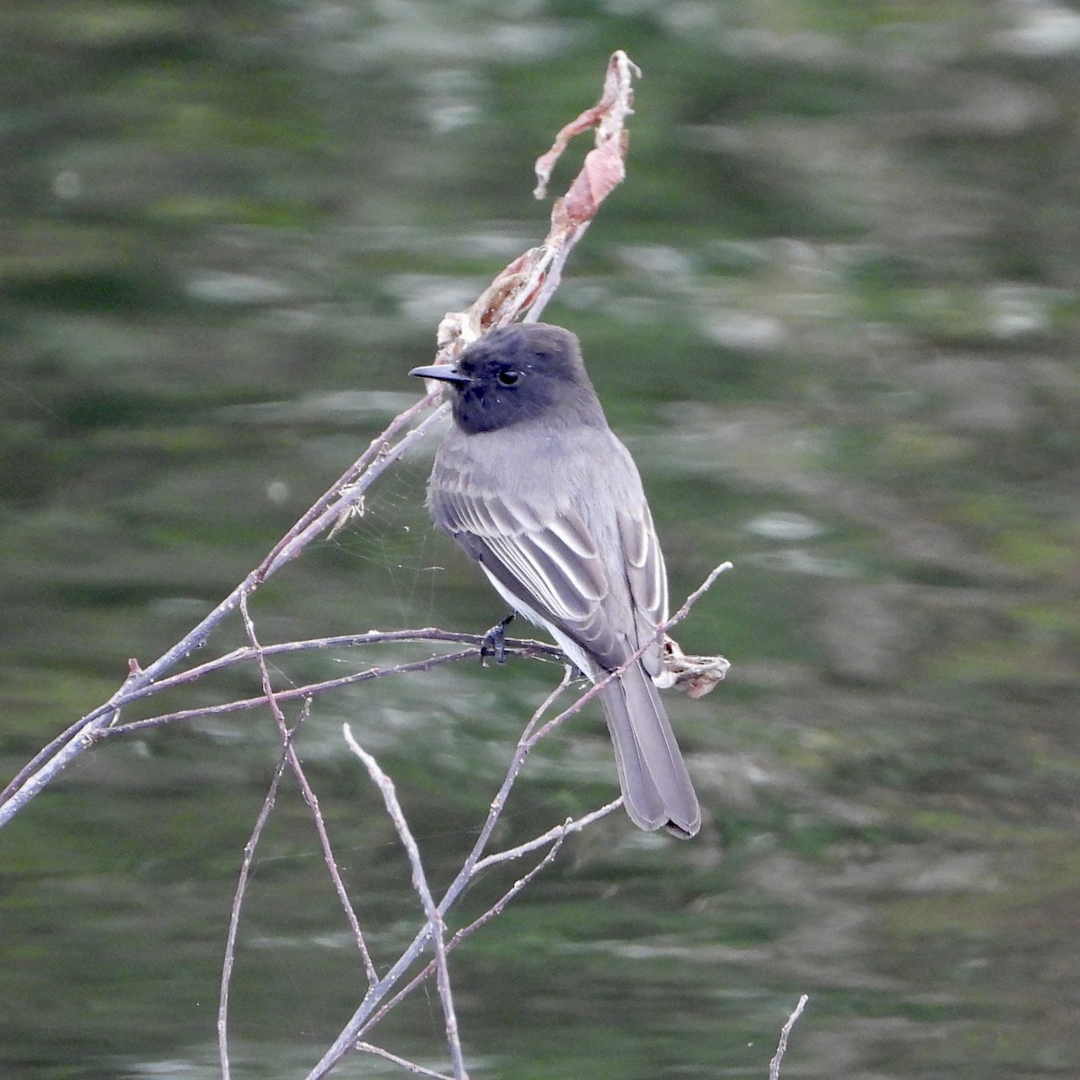 Black Phoebe - ML645077838