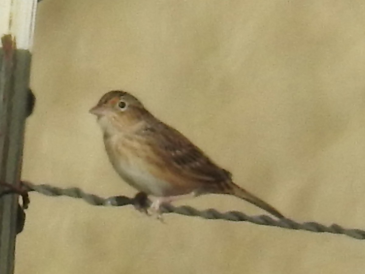 Grasshopper Sparrow - ML645077849