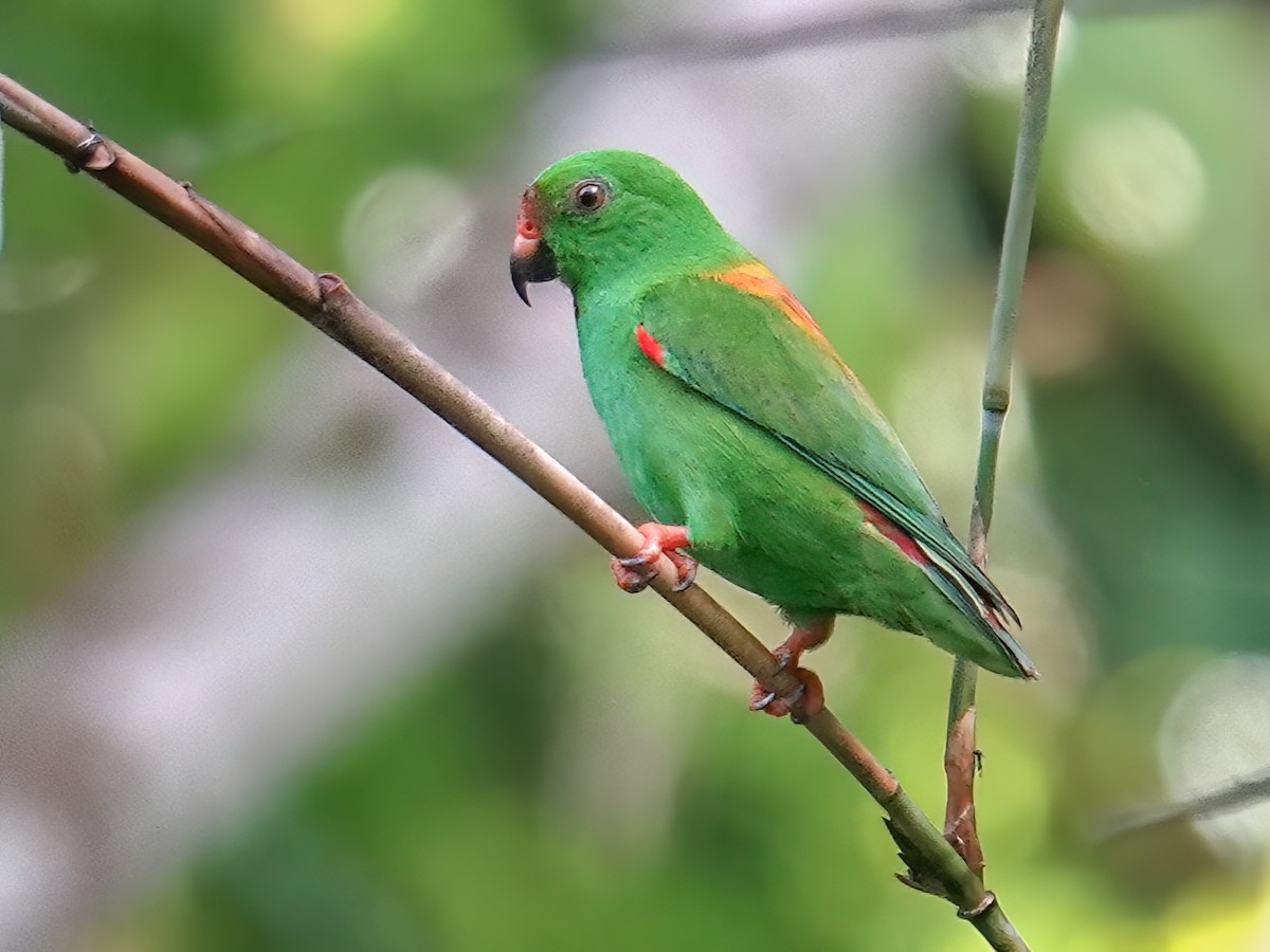 Sula Hanging-Parrot - Loriculus sclateri - Birds of the World