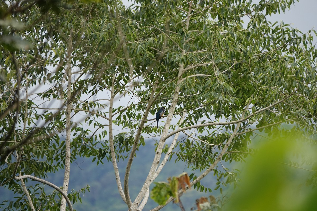 Gartered Violaceous Trogon - ML645077863