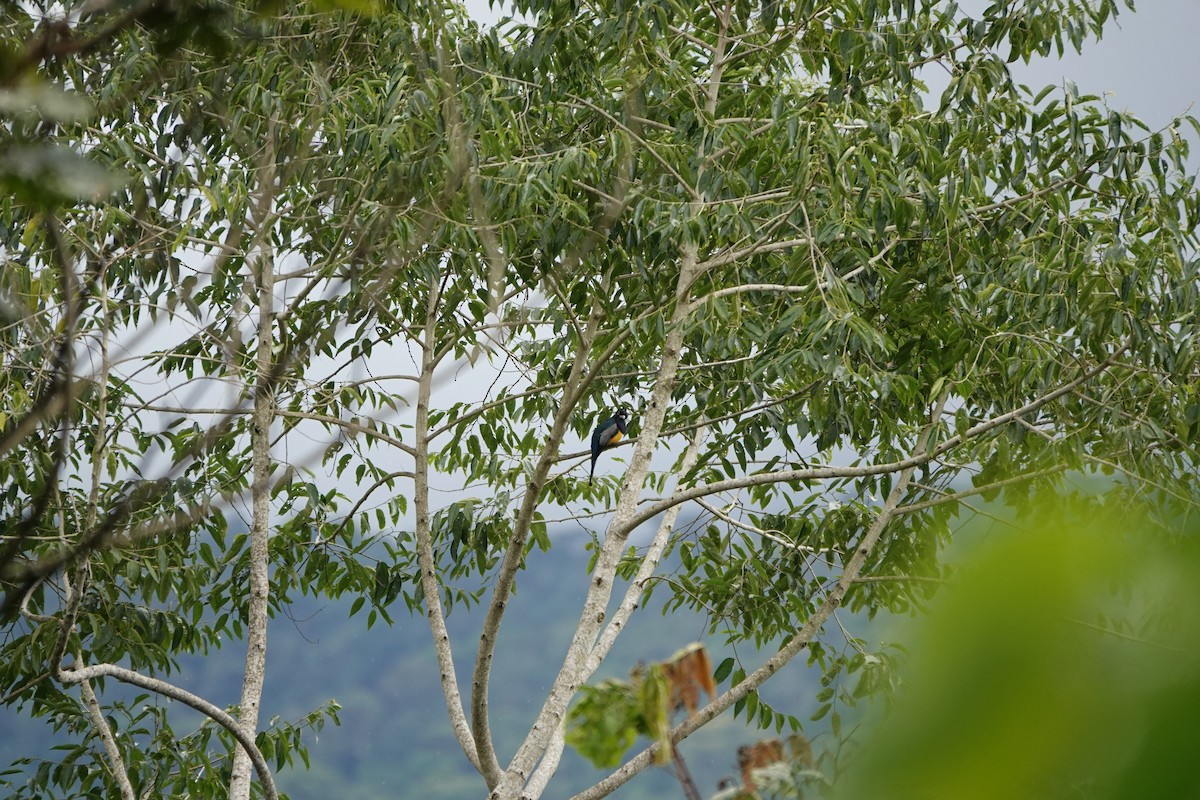 Gartered Violaceous Trogon - ML645077864