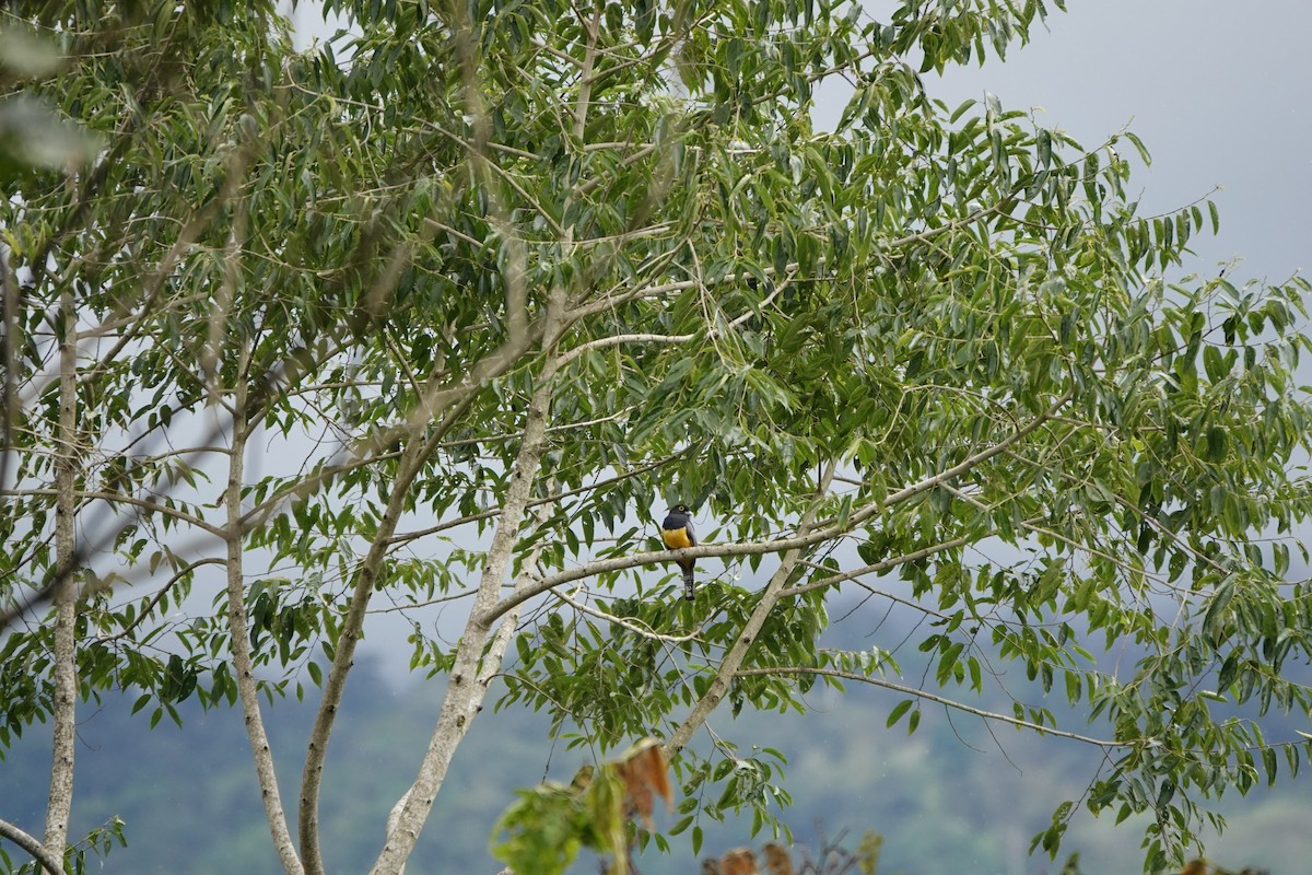 Gartered Violaceous Trogon - ML645077865