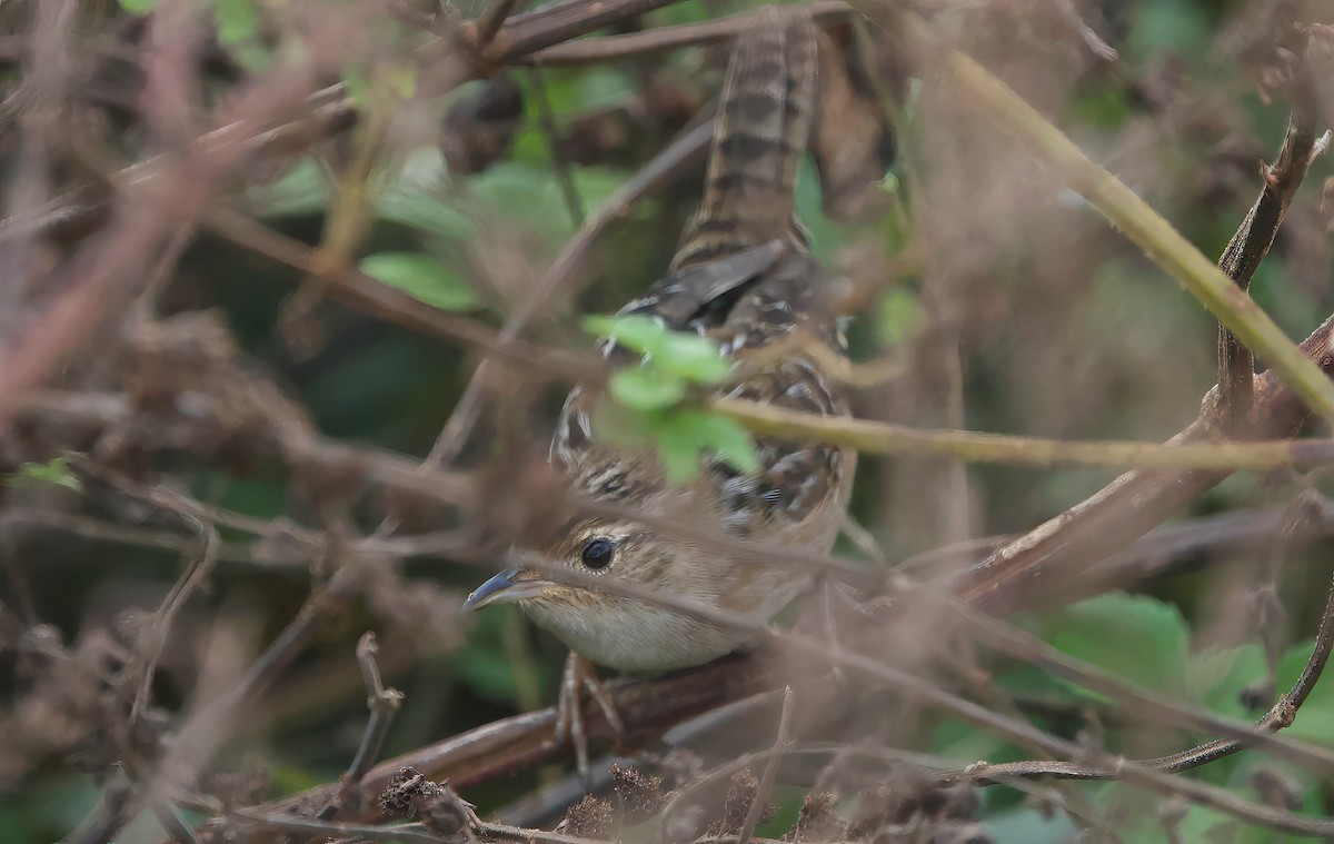 Sedge Wren - ML645077873