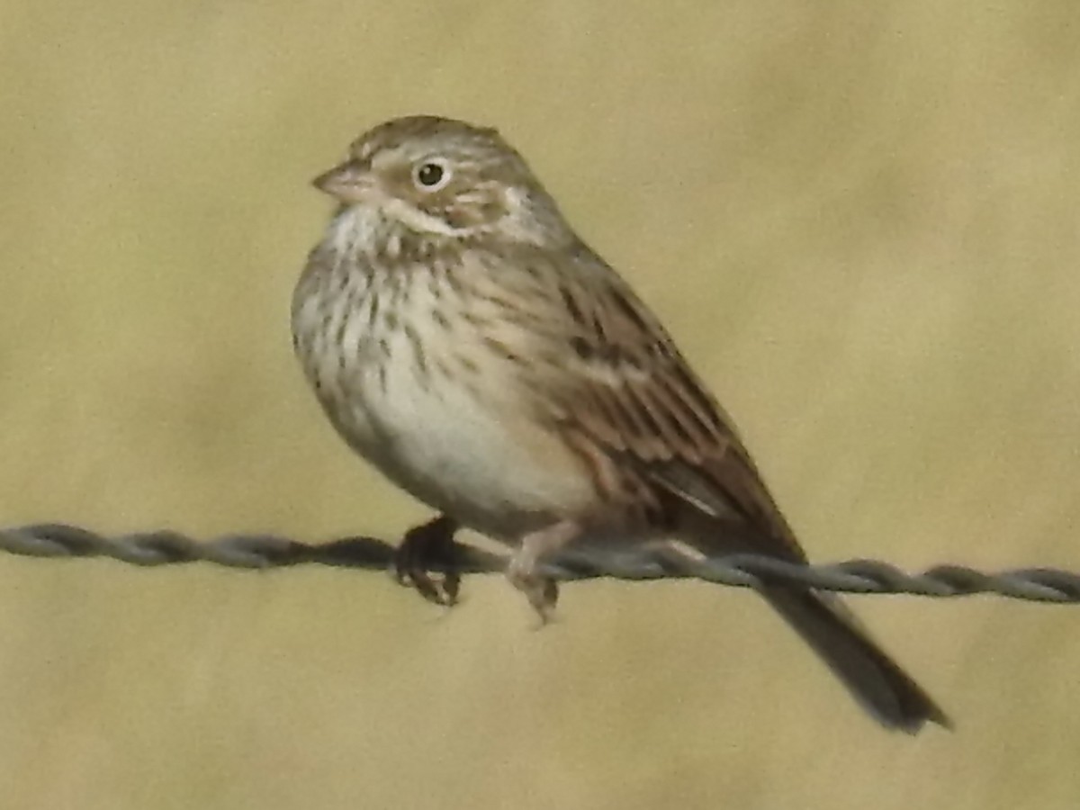 Vesper Sparrow - ML645077875