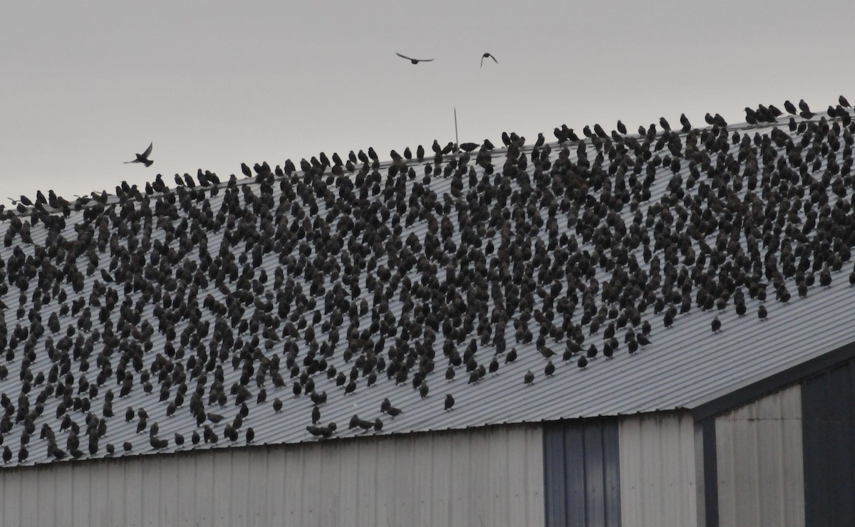 European Starling - ML645077882