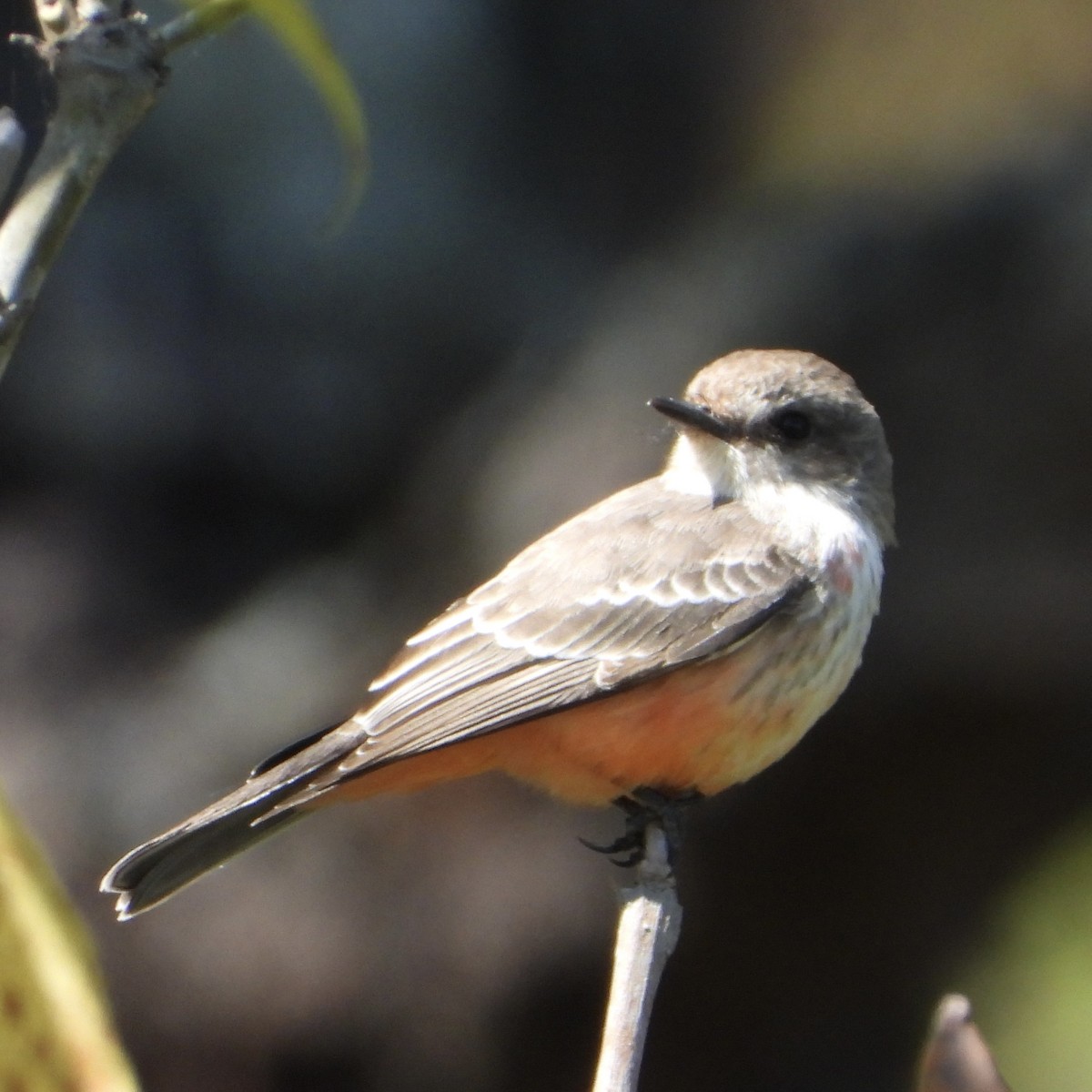 Vermilion Flycatcher - ML645077885
