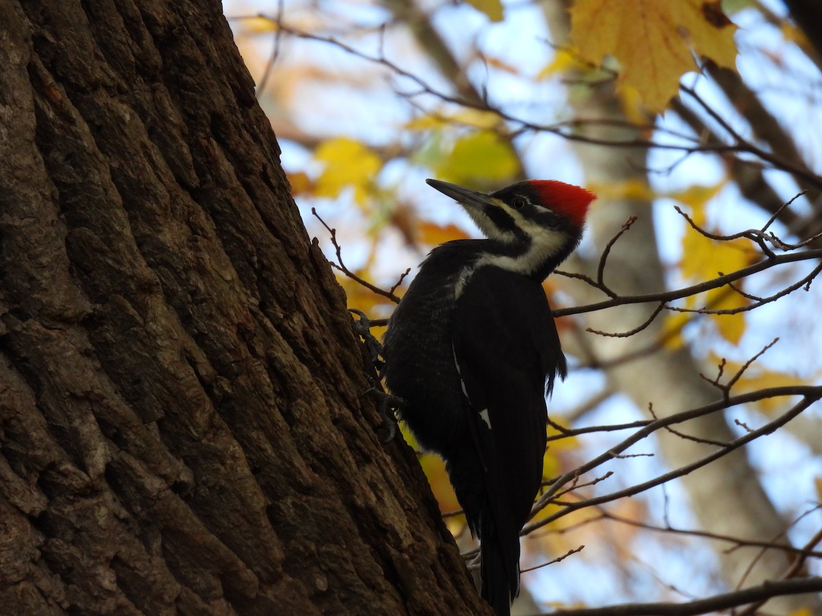 datel chocholatý - ML645077886
