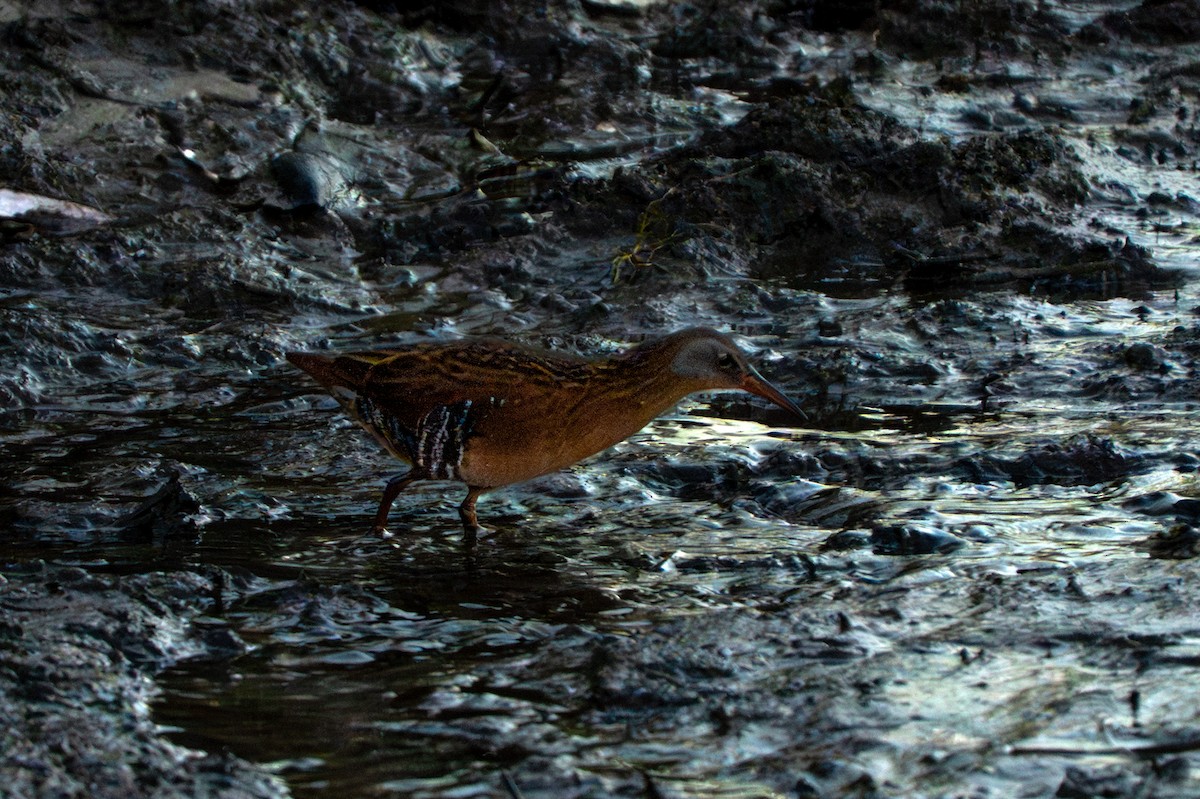 Пастушок віргінський - ML645077889