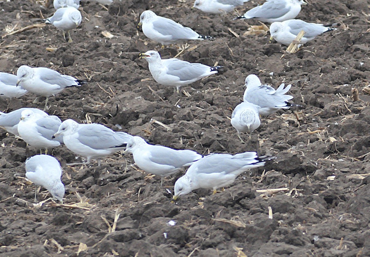 Ring-billed Gull - ML645077899