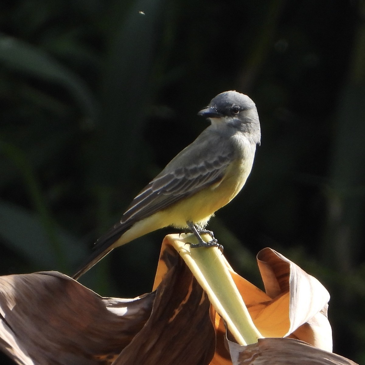 Cassin's Kingbird - ML645077906