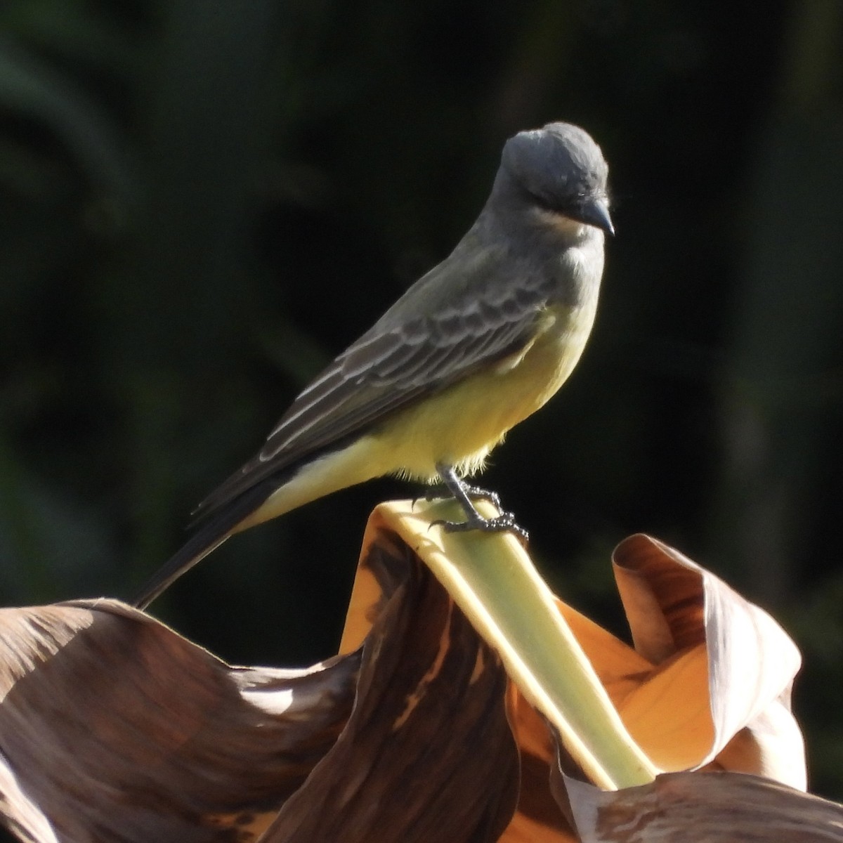 Cassin's Kingbird - ML645077907