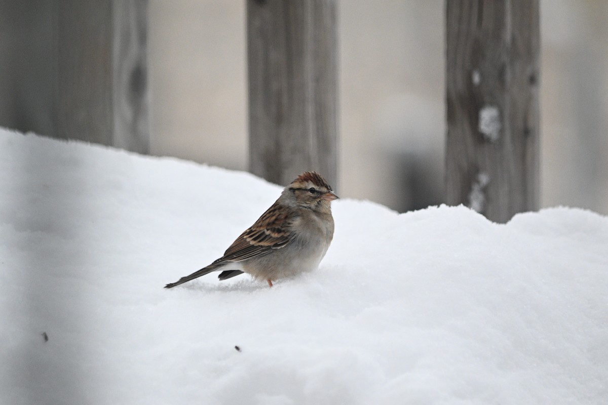 Chipping Sparrow - ML645077920