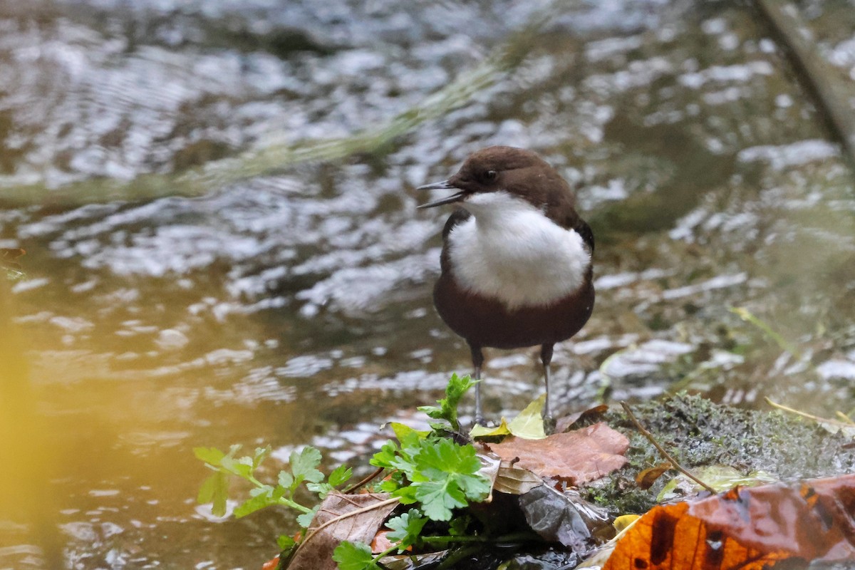 White-throated Dipper - ML645077940