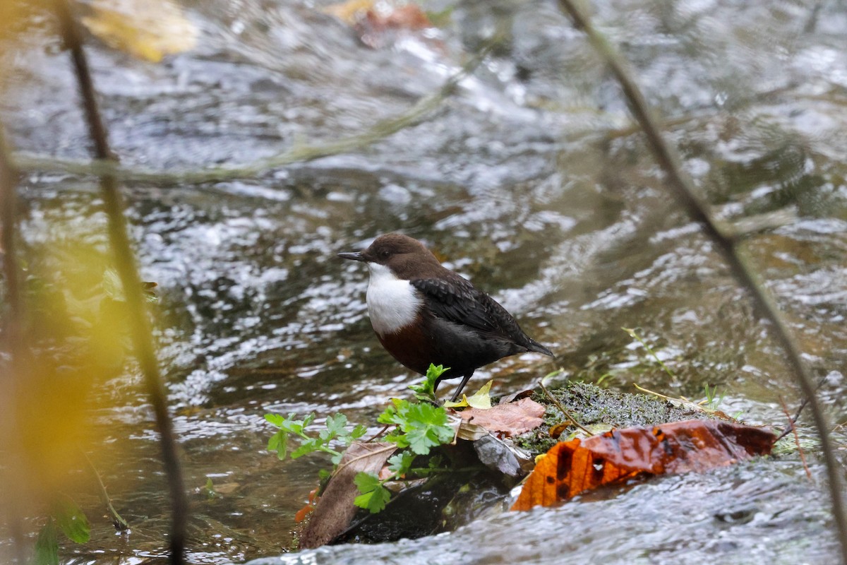 White-throated Dipper - ML645077941