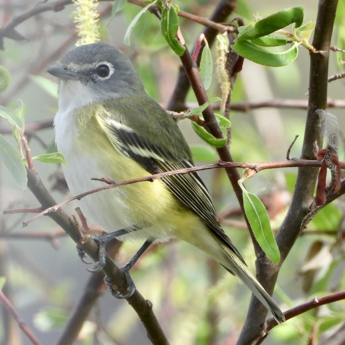 Blue-headed Vireo - ML645077952