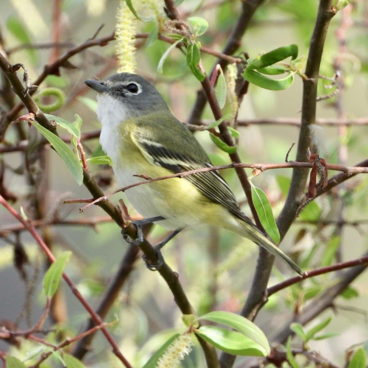 Blue-headed Vireo - ML645077953