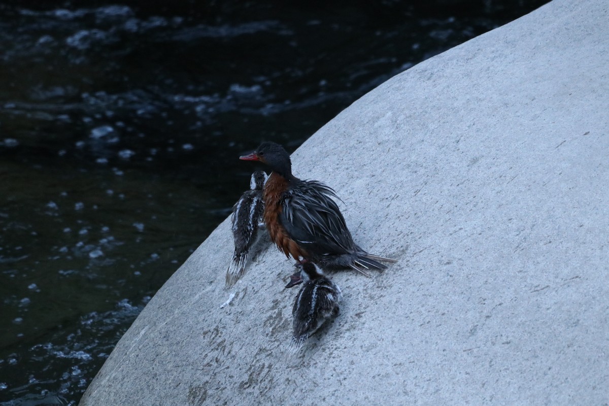 ヤマガモ - ML645077961