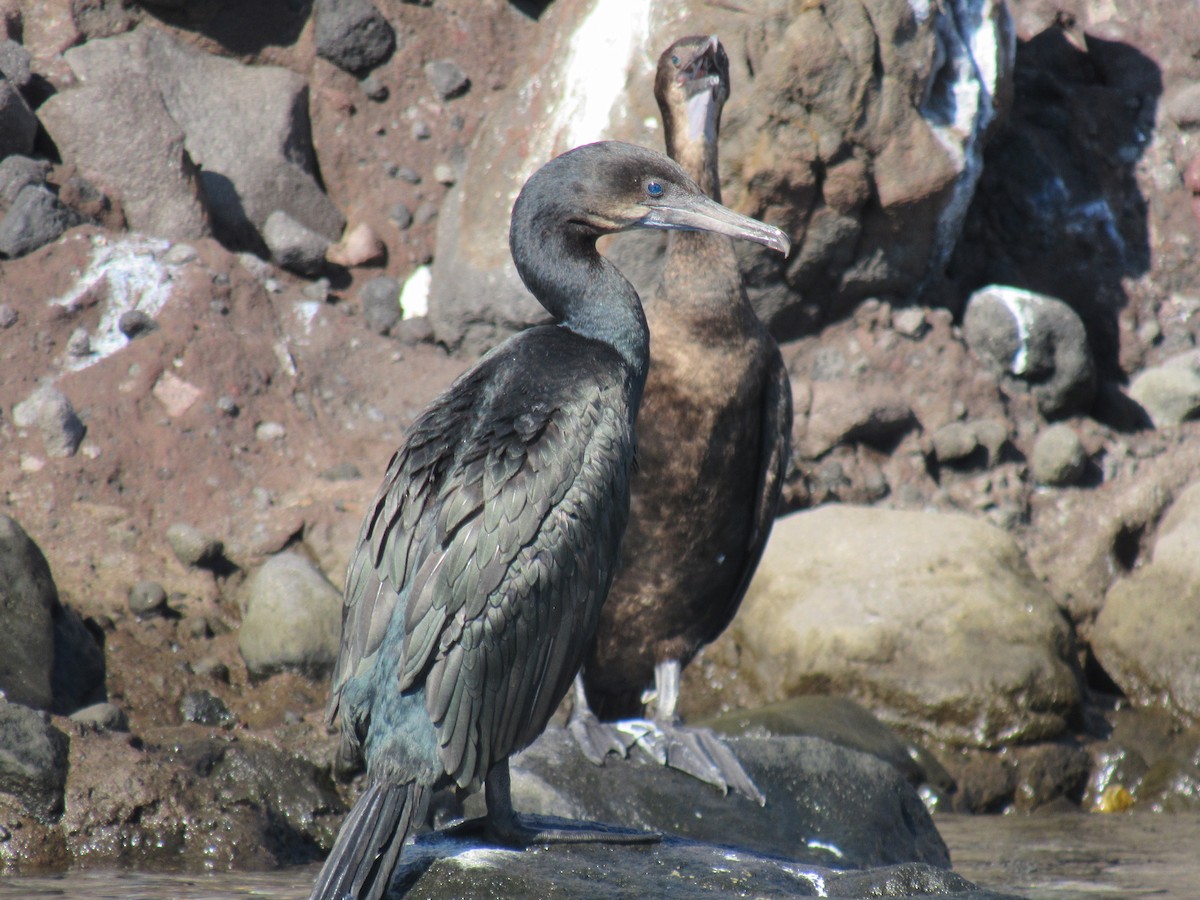Brandt's Cormorant - ML645077964