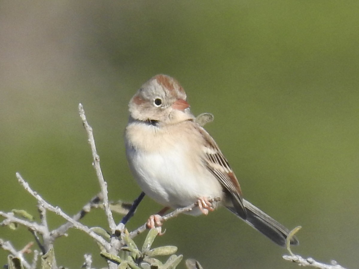 Field Sparrow - ML645077965
