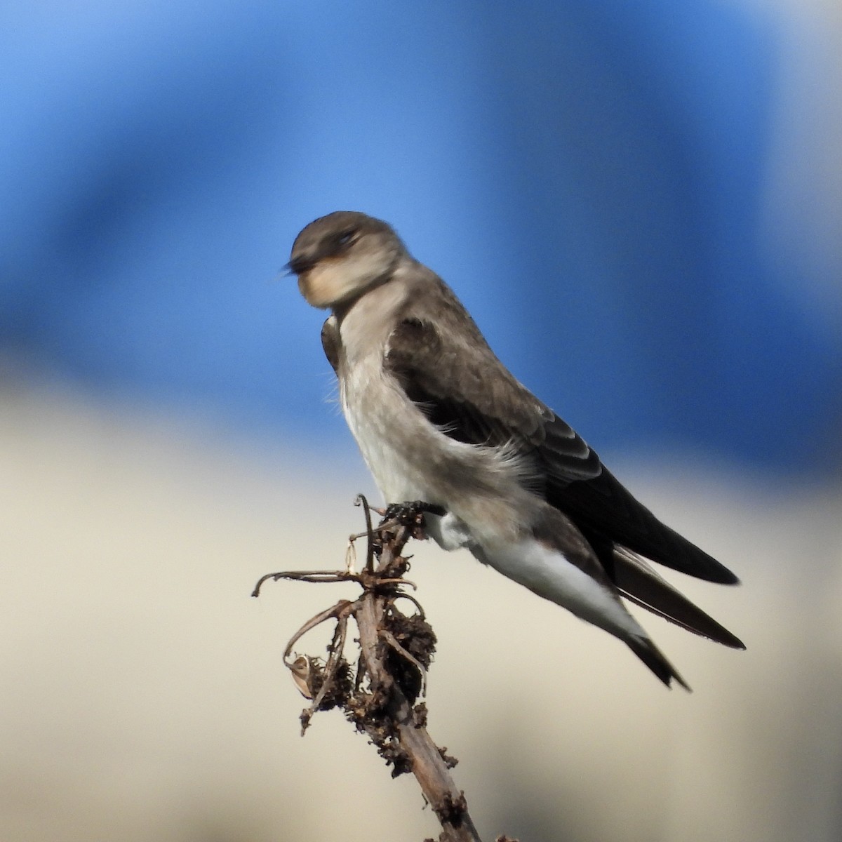 Northern Rough-winged Swallow - ML645077970