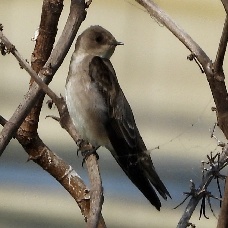 Northern Rough-winged Swallow - ML645077971