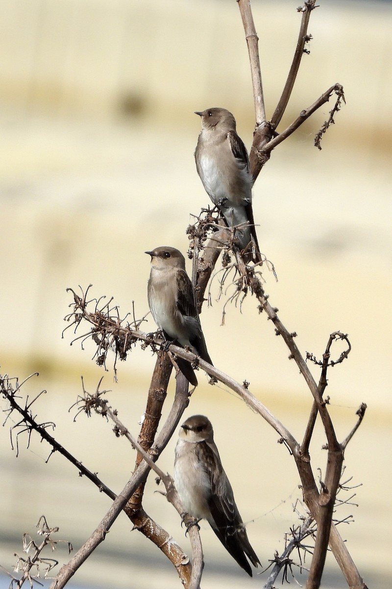 Northern Rough-winged Swallow - ML645077972