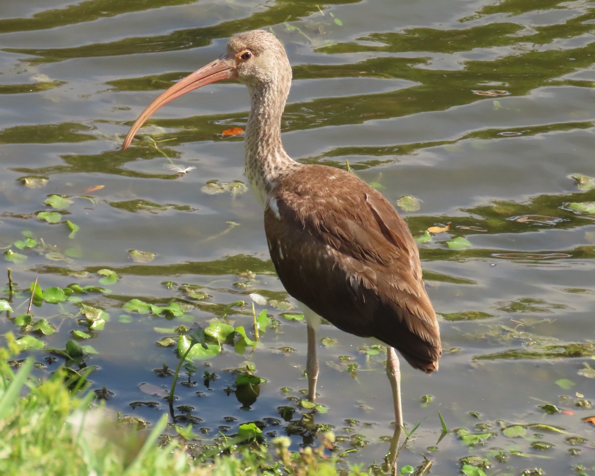 シロトキ - ML645077973