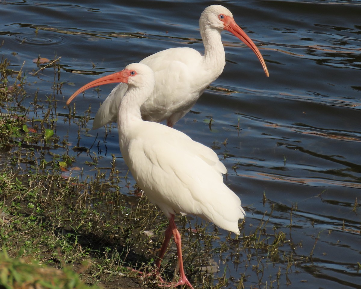 シロトキ - ML645077975