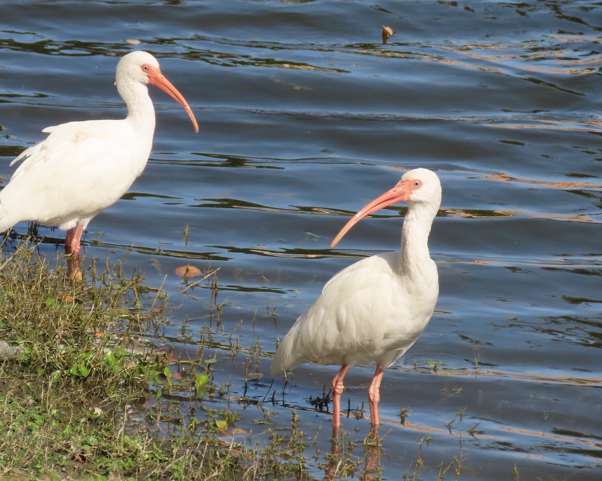 シロトキ - ML645077977