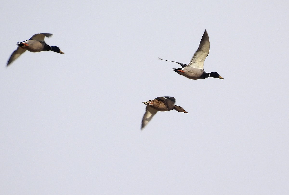 マガモ - ML645077978