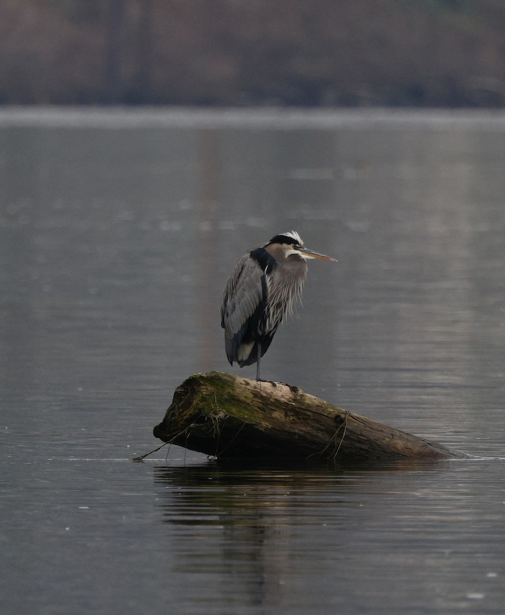 オオアオサギ - ML645077979