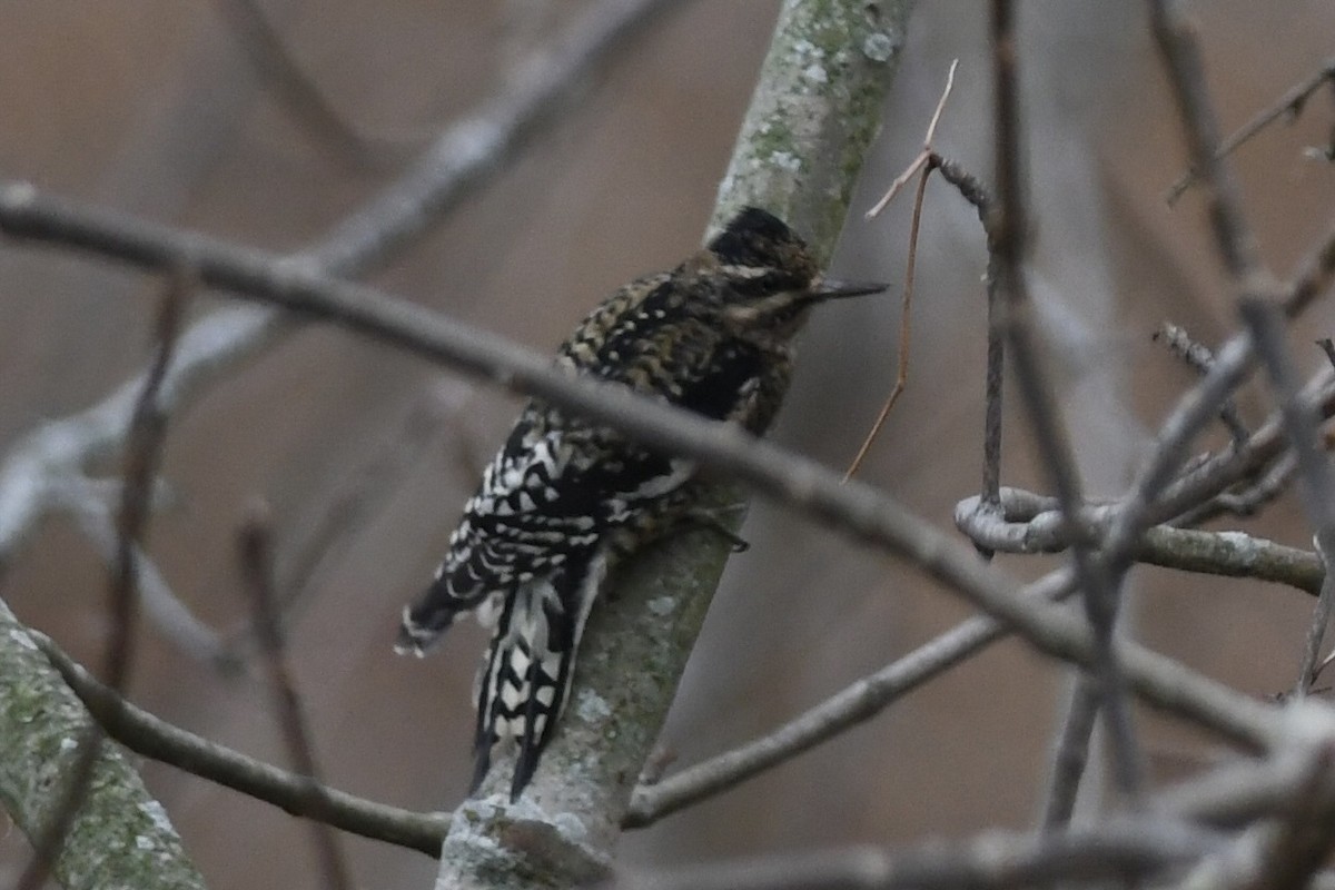 Yellow-bellied Sapsucker - ML645077980