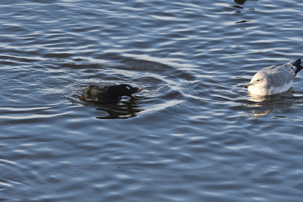 White-winged Scoter - ML645077991