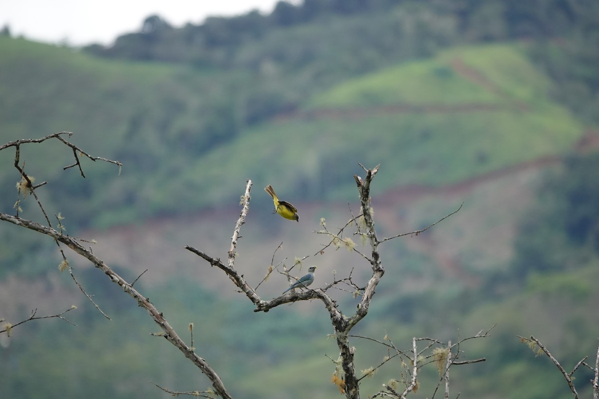 ソライロフウキンチョウ - ML645077992