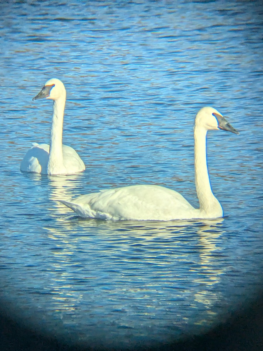 ナキハクチョウ - ML645077994