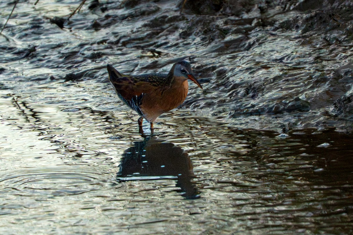 コオニクイナ - ML645077995