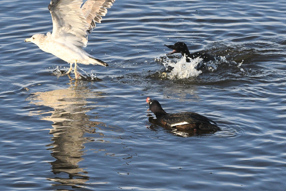 White-winged Scoter - ML645077997