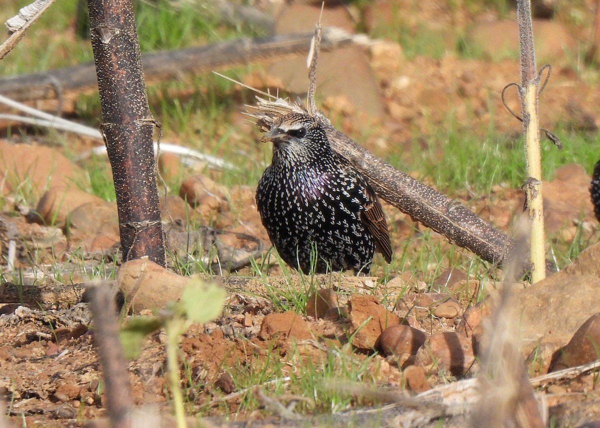 ホシムクドリ - ML645077998